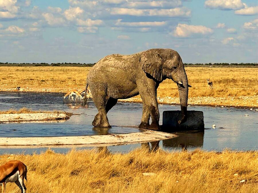 Tiere an einem Wasserloch im Etosha-Nationalpark