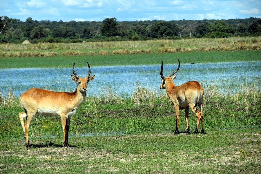 Elefanten an einem Wasserloch in Namibia
